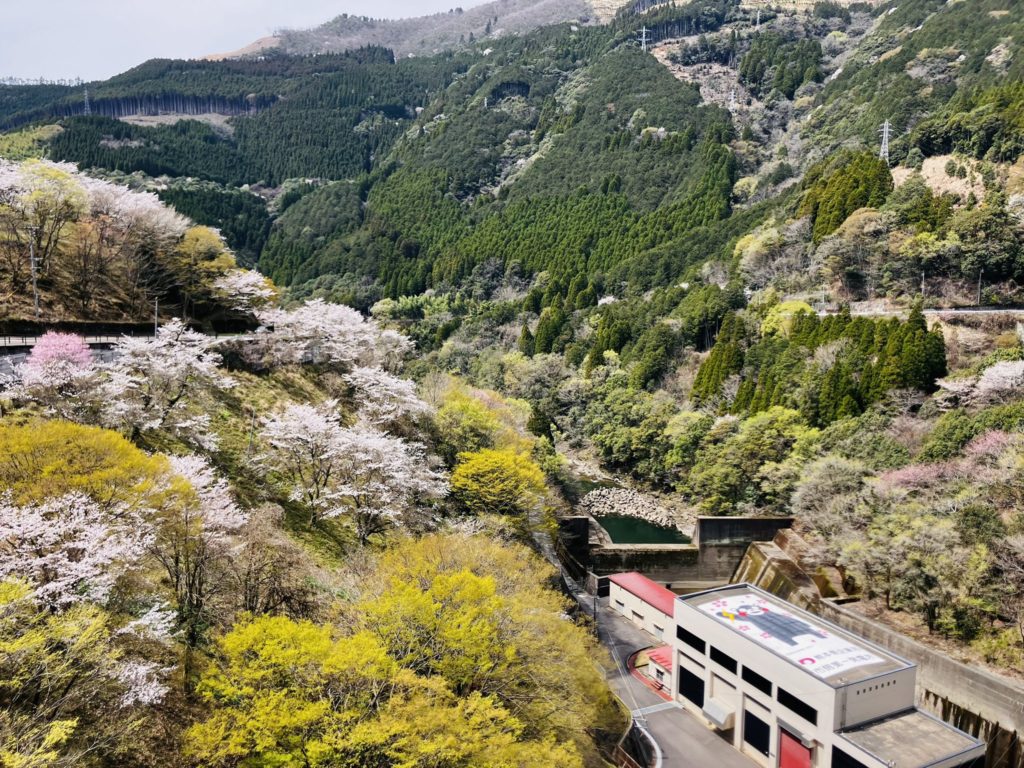 市房ダムの桜