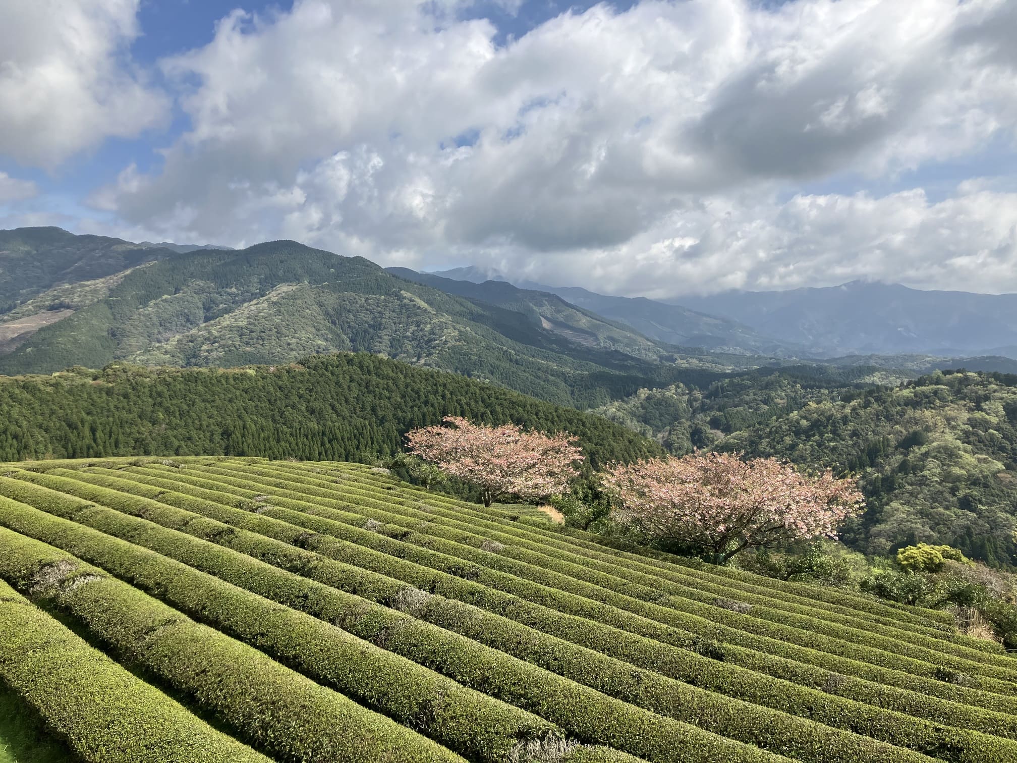 遠山桜と茶畑