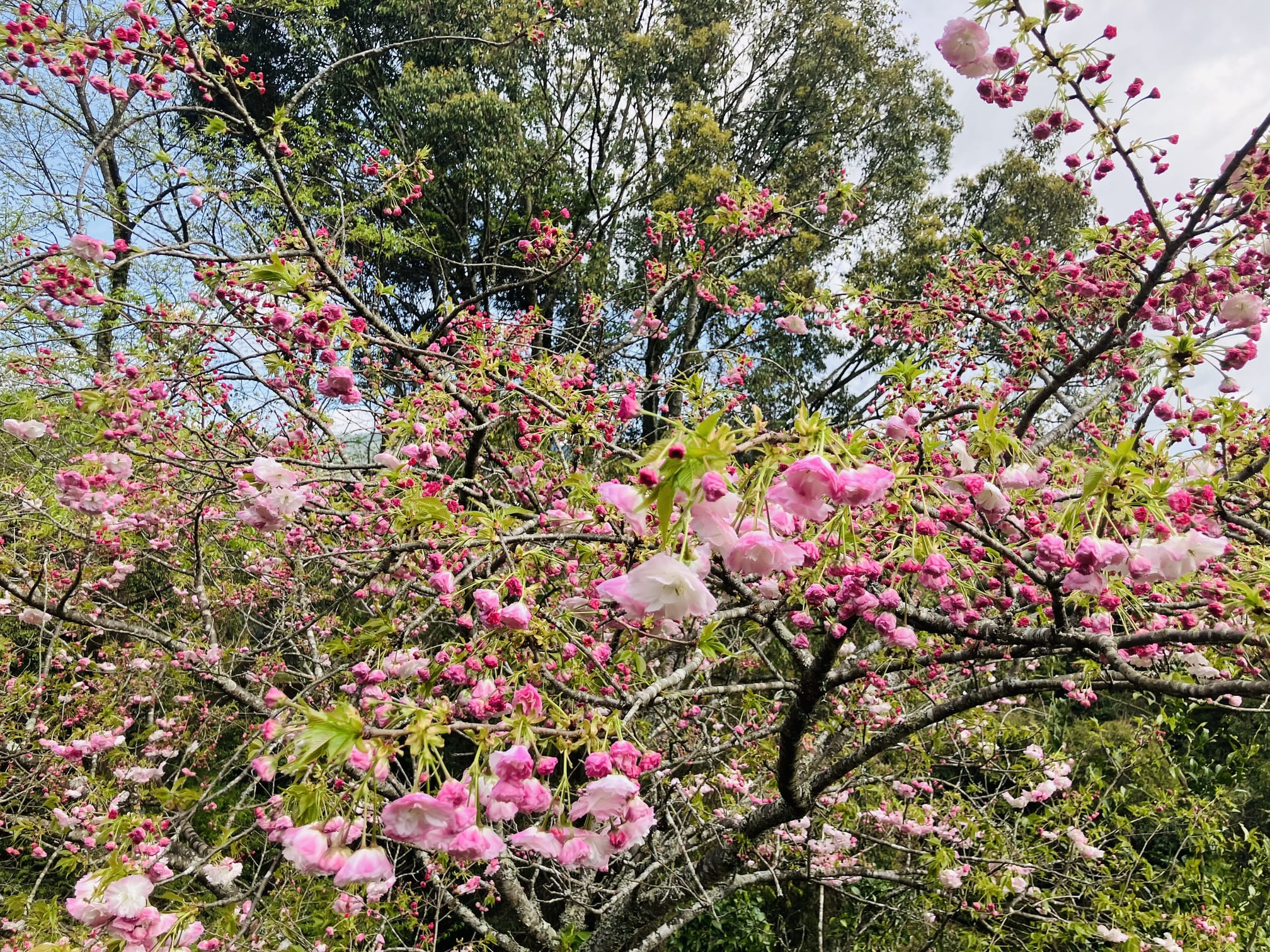 遠山桜